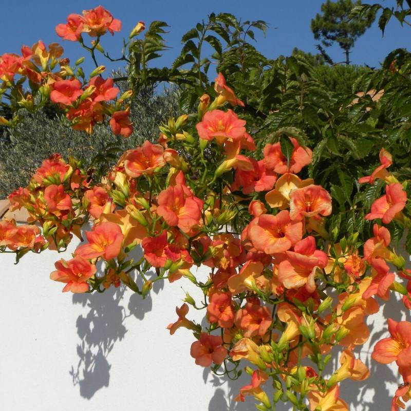 Bignone grandiflora à fleurs Orange - feuillage Caduc - Pot de 2L - Tuteur bambou 60/90 cm-  hauteur à maturité De 3,00 m à 5,00 m - Image 5