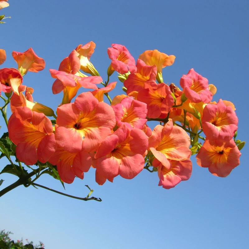 Bignone grandiflora à fleurs Orange - feuillage Caduc - Pot de 2L - Tuteur bambou 60/90 cm-  hauteur à maturité De 3,00 m à 5,00 m - Image 1