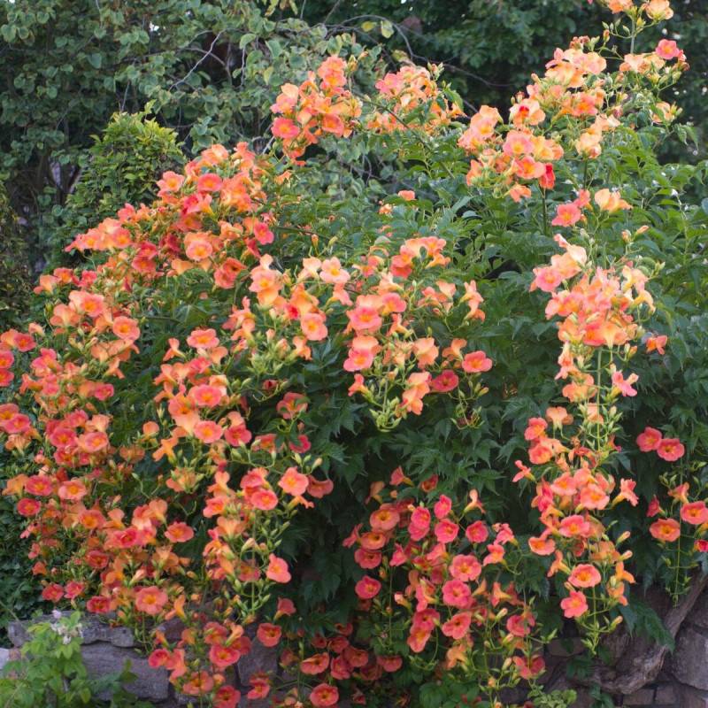 Bignone grandiflora à fleurs Orange - feuillage Caduc - Pot de 2L - Tuteur bambou 60/90 cm-  hauteur à maturité De 3,00 m à 5,00 m - Image 2