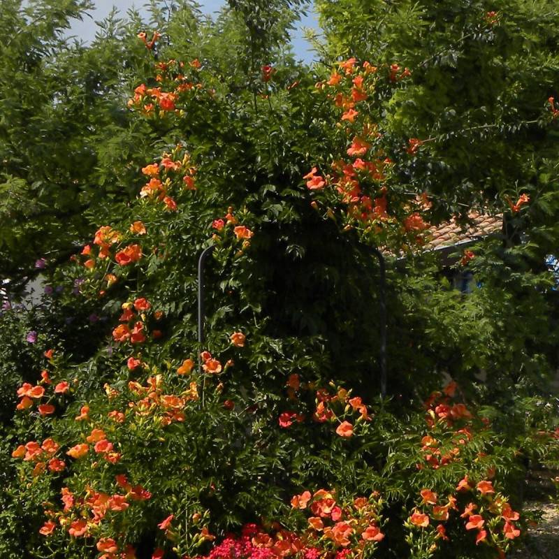 Bignone grandiflora à fleurs Orange - feuillage Caduc - Pot de 2L - Tuteur bambou 60/90 cm-  hauteur à maturité De 3,00 m à 5,00 m - Image 4