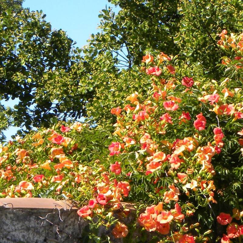 Bignone grandiflora à fleurs Orange - feuillage Caduc - Pot de 2L - Tuteur bambou 60/90 cm-  hauteur à maturité De 3,00 m à 5,00 m - Image 9