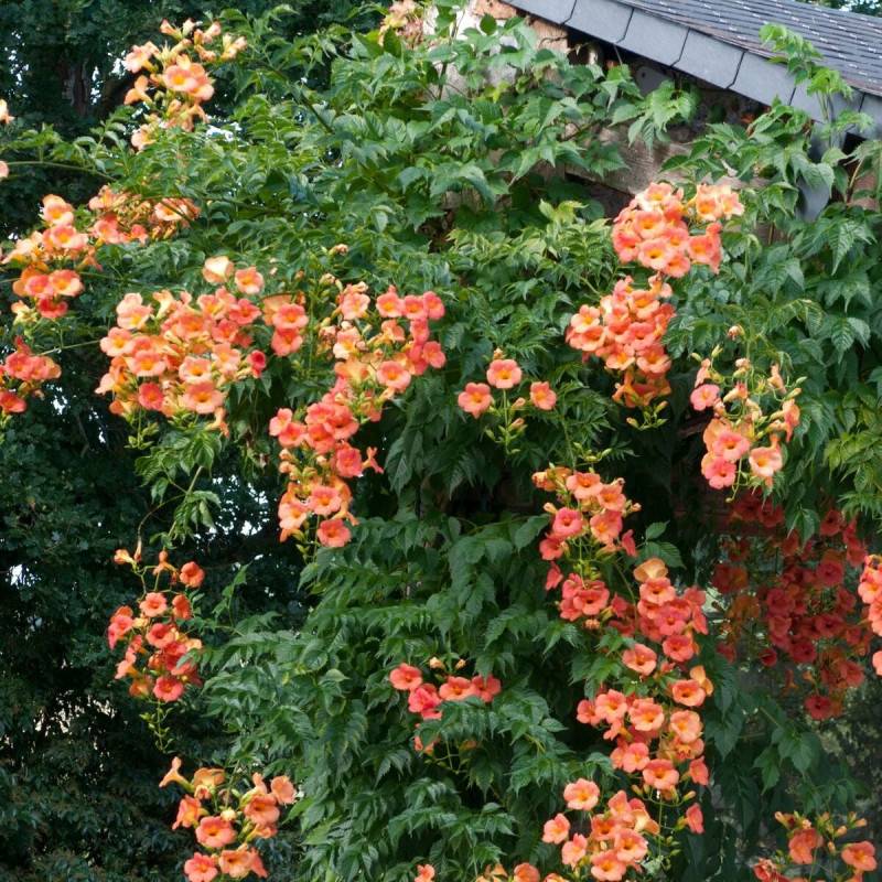 Bignone grandiflora à fleurs Orange - feuillage Caduc - Pot de 2L - Tuteur bambou 60/90 cm-  hauteur à maturité De 3,00 m à 5,00 m - Image 10