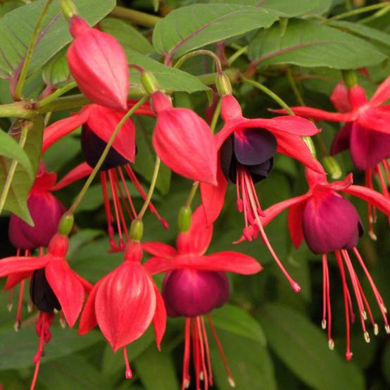 Fuchsia Lady Boothby à fleurs Violette - feuillage Semi-Persistant - Godet - 5/20 cm- hauteur à maturité De 2,00 m à 2,50 m - Image 6