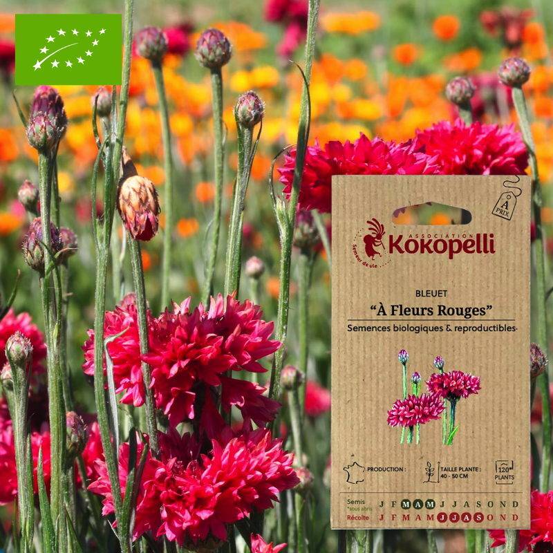 Association Kokopelli - Bleuet À Fleurs Rouges- Graines bio à semer - Image 1
