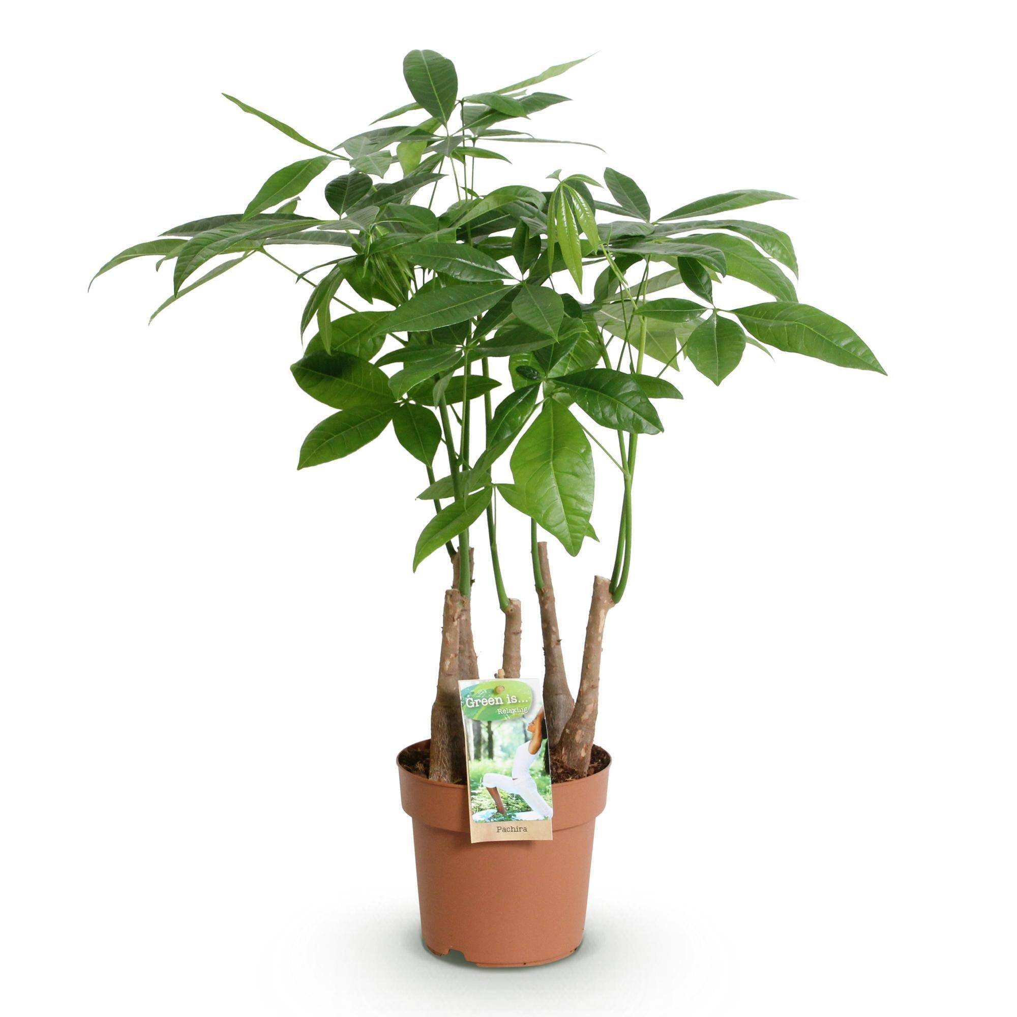 La Green Touch - Pachira Aquatica Multi - D17 H55cm - Image 3