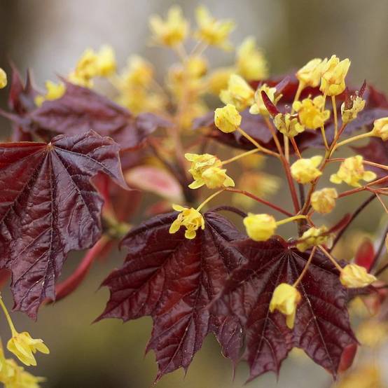 Erable à feuille de platane Schwedleri, Acer platanoides - Pot de 30L - Tige 8/10 - 175/200 cm - Image 3