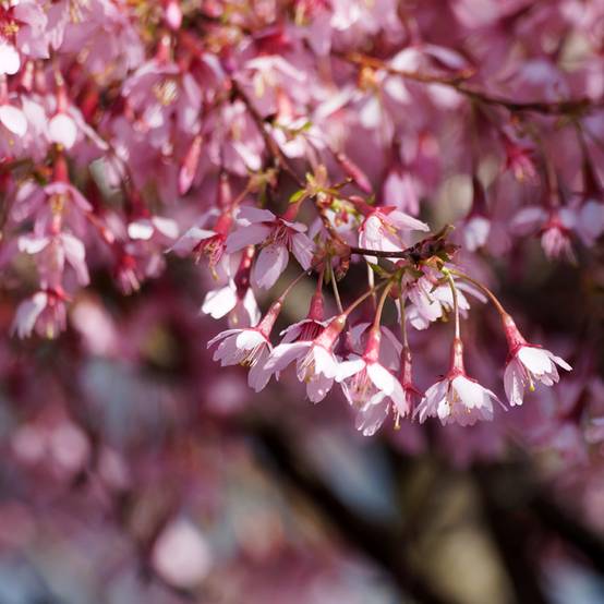 Promesse de Fleurs - Cerisier à fleurs du Japon nain - Prunus incisa Paean Pot de 2L/3L