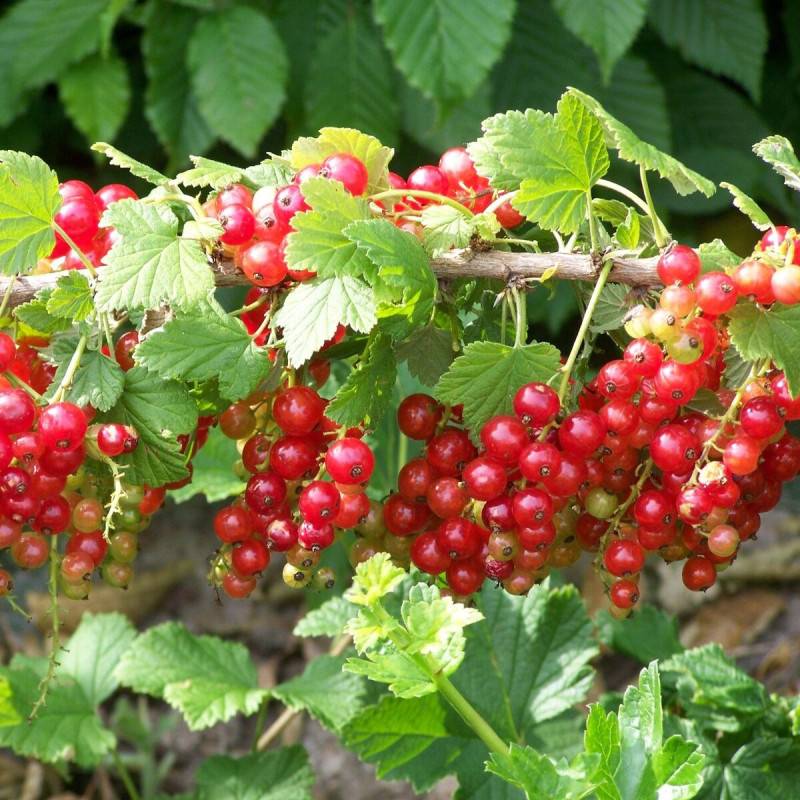 Groseillier à grappes Jonkeer Van Tets - Moyen rendement - Pot de 5L - 40/80 cm - De 1,00 m à 1,50 m - Imagen 5