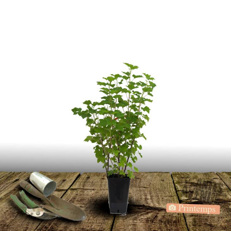 Groseillier à grappes Jonkeer Van Tets - Moyen rendement - Pot de 5L - 40/80 cm - De 1,00 m à 1,50 m - Imagen 9