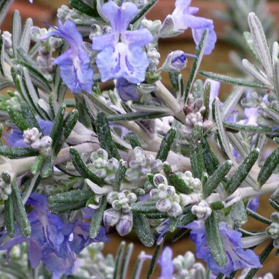 Promesse de Fleurs - Rosmarinus officinalis Whitewater Silver - Romarin prostré Pot de 3L/4L