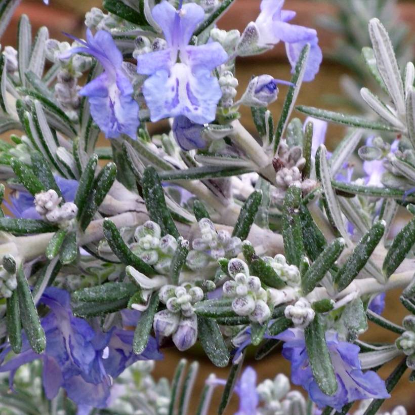 Promesse de Fleurs - Rosmarinus officinalis Whitewater Silver - Romarin prostré Pot de 3L/4L