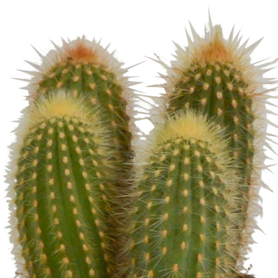 3x Mélange de cactus Cereus - en pot blanc - Ø10,5cm - ↕23cm - Plantes d’intérieur - Image 4