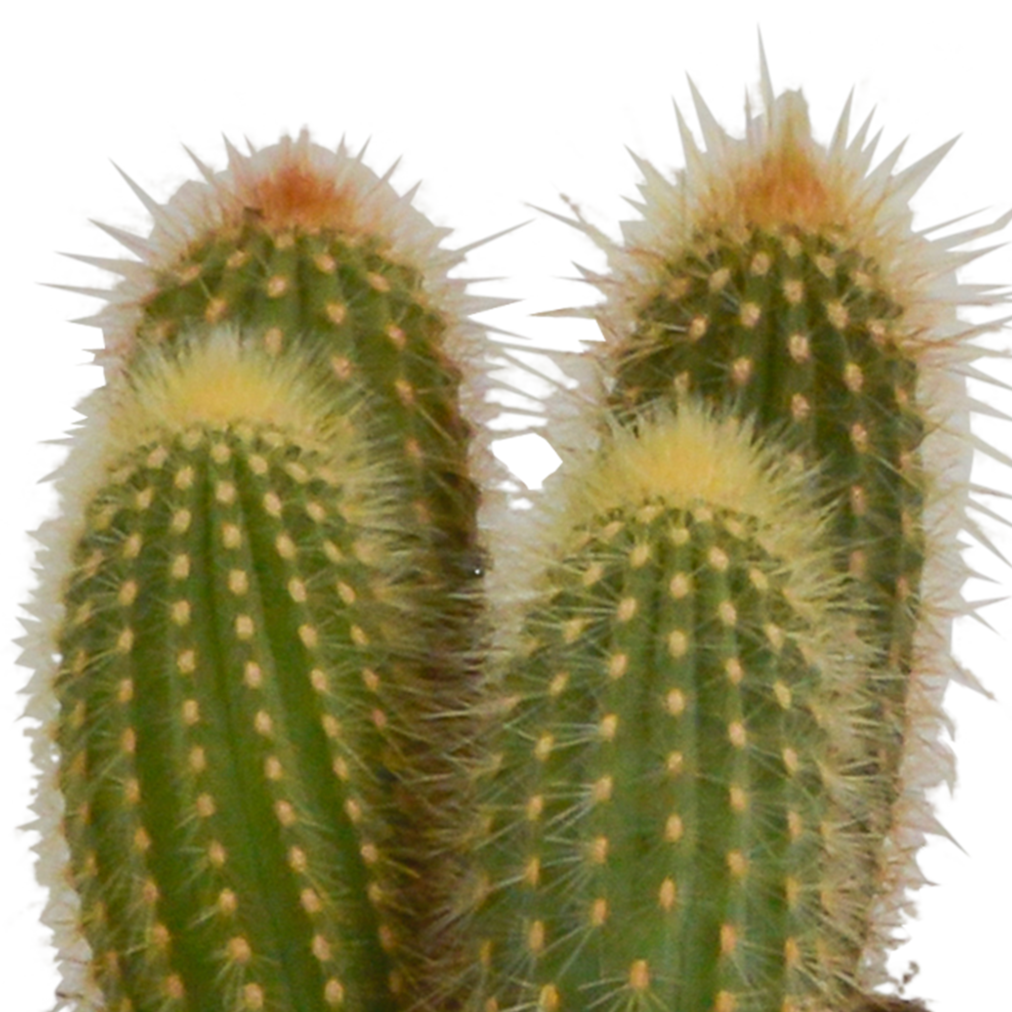 3x Mélange de cactus Cereus - en pot blanc - Ø10,5cm - ↕23cm - Plantes d’intérieur - Image 4
