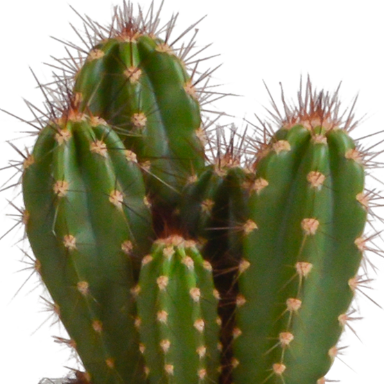 3x Mélange de cactus Cereus - en pot blanc - Ø10,5cm - ↕23cm - Plantes d’intérieur - Image 6