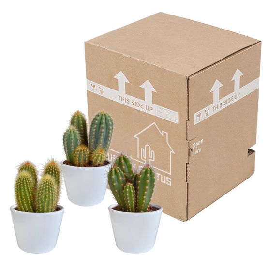 3x Mélange de cactus Cereus - en pot blanc - Ø10,5cm - ↕23cm - Plantes d’intérieur - Image 3