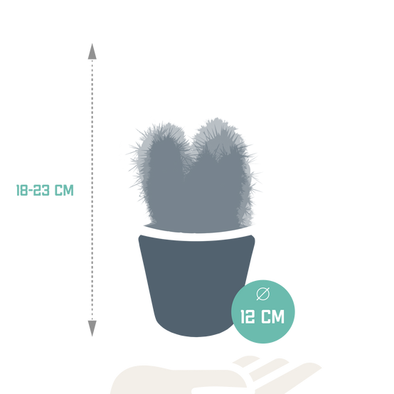 3x Mélange de cactus Cereus - en pot blanc - Ø10,5cm - ↕23cm - Plantes d’intérieur - Image 2