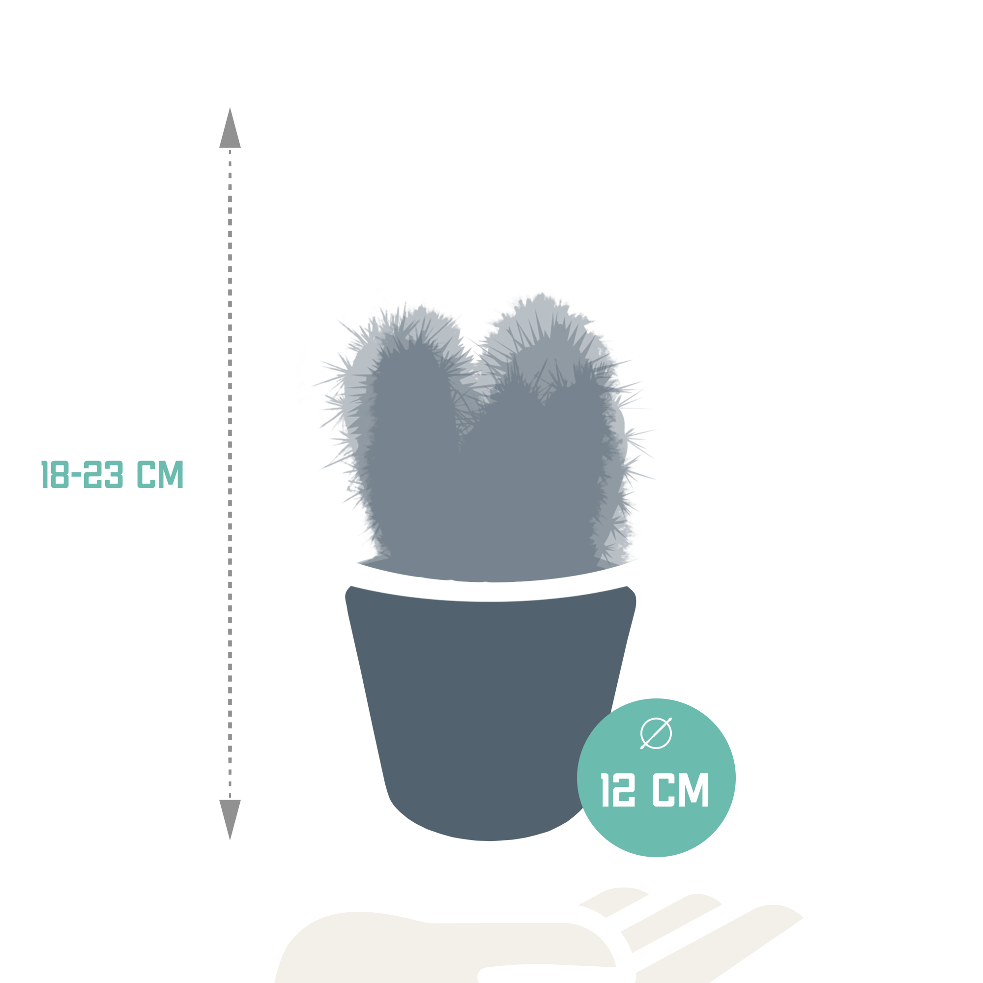 3x Mélange de cactus Cereus - en pot blanc - Ø10,5cm - ↕23cm - Plantes d’intérieur - Image 2