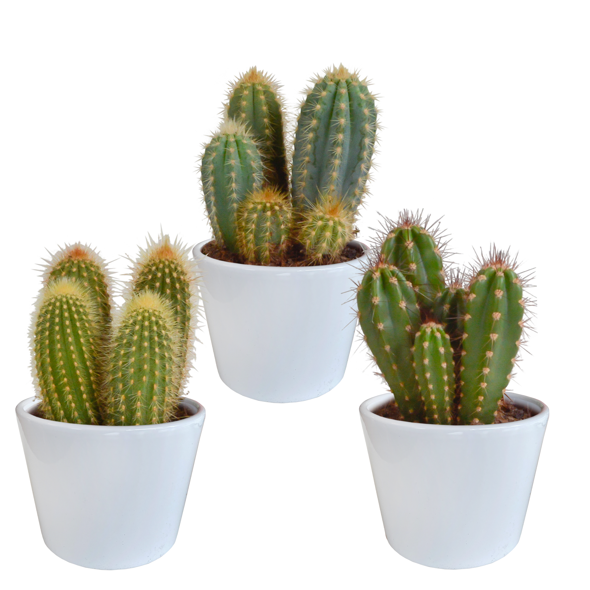 3x Mélange de cactus Cereus - en pot blanc - Ø10,5cm - ↕23cm - Plantes d’intérieur - Image 1