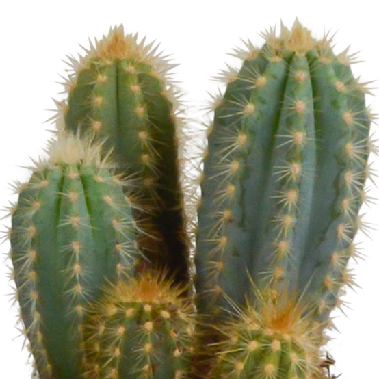 3x Mélange de cactus Cereus - en pot blanc - Ø10,5cm - ↕23cm - Plantes d’intérieur - Image 5