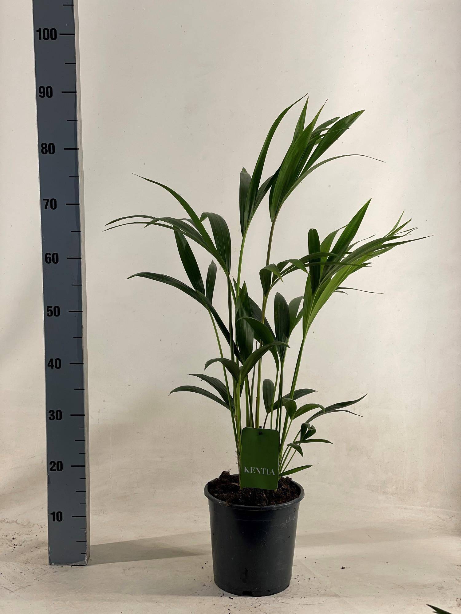 La Green Touch - Palmier Kentia - Howea forsteriana - H 90 cm, pot Ø19 cm