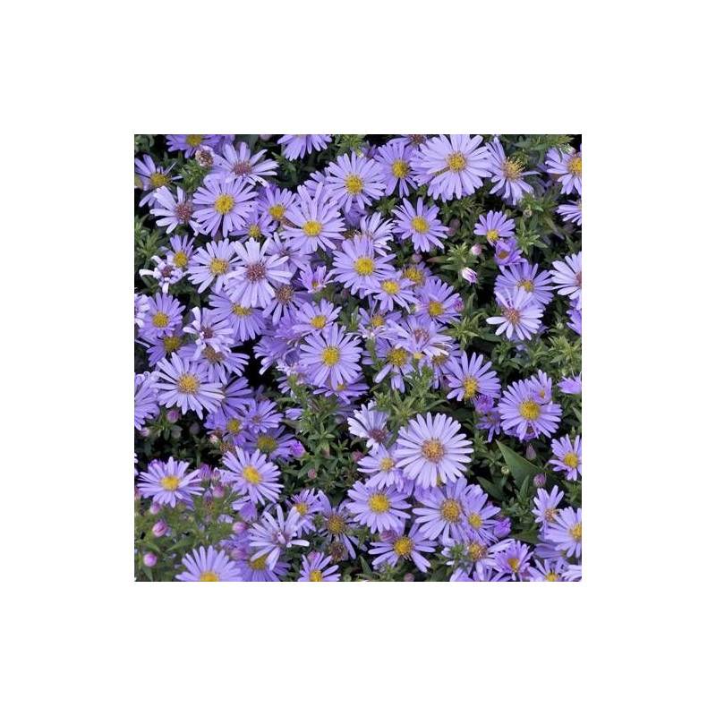 Aster d'automne Victor, Aster dumosus à fleurs Bleue/ - feuillage Caduc - Godet - 5/20 cm - Imagen 5