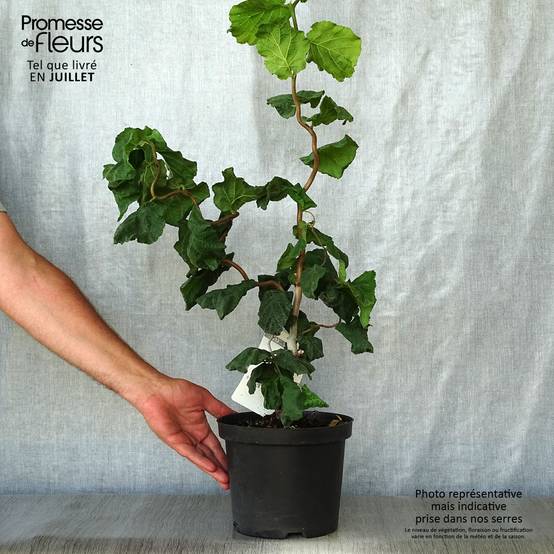 Noisetier tortueux - Corylus avellana Contorta Pot de 3L/4L - Image 2