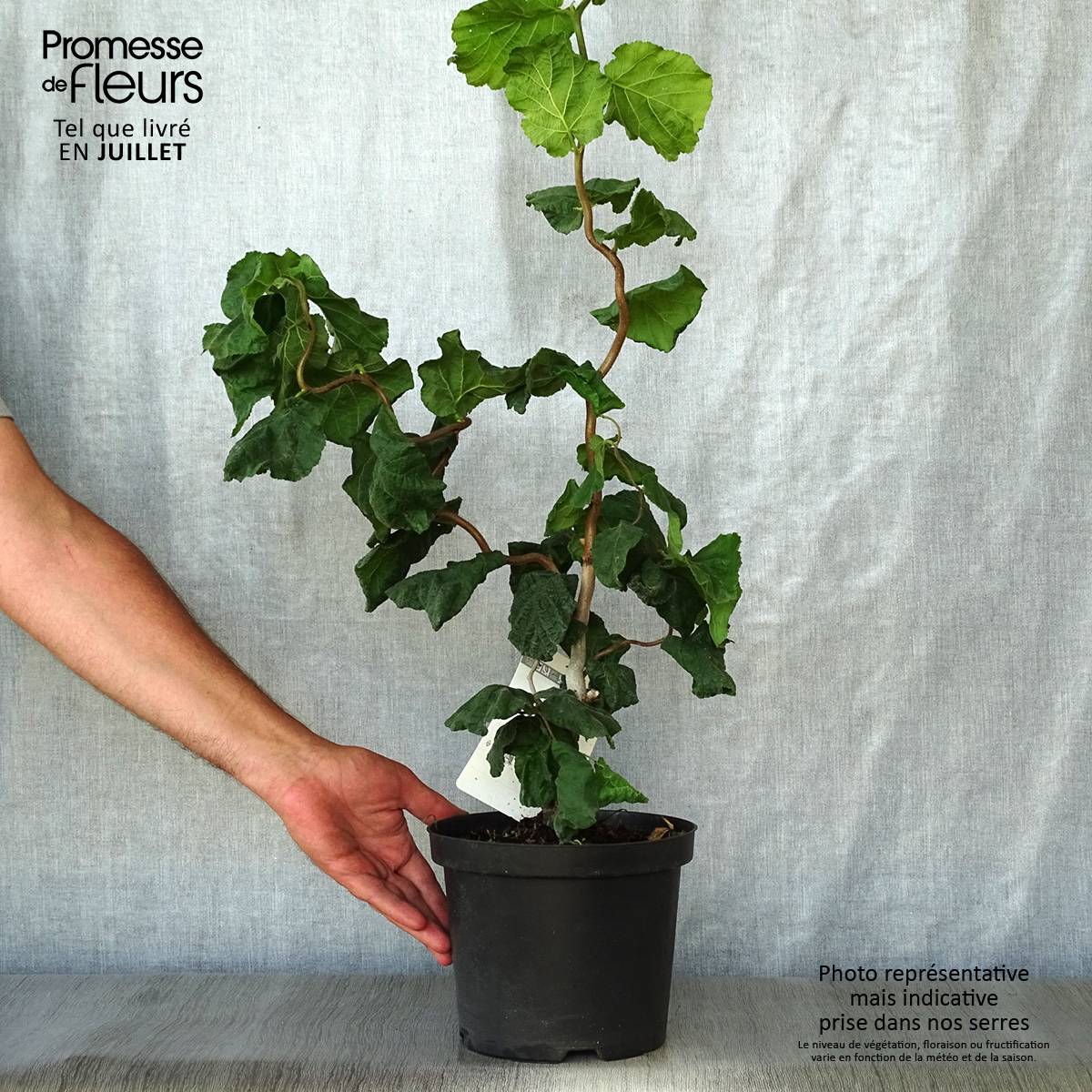 Noisetier tortueux - Corylus avellana Contorta Pot de 3L/4L - Image 2