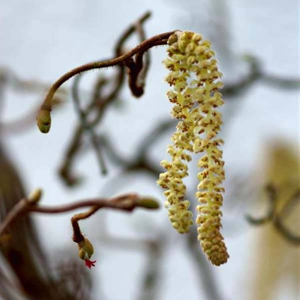 Noisetier tortueux - Corylus avellana Contorta Pot de 3L/4L - Image 1