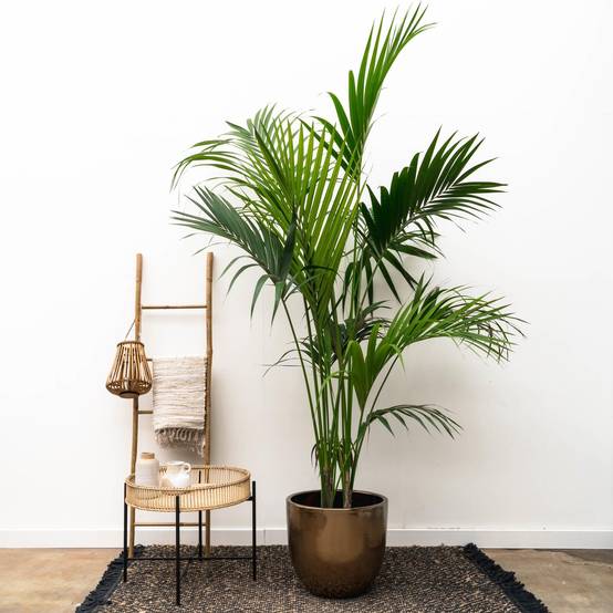 La Green Touch - Kentia Palm - D25 H180cm - Image 2