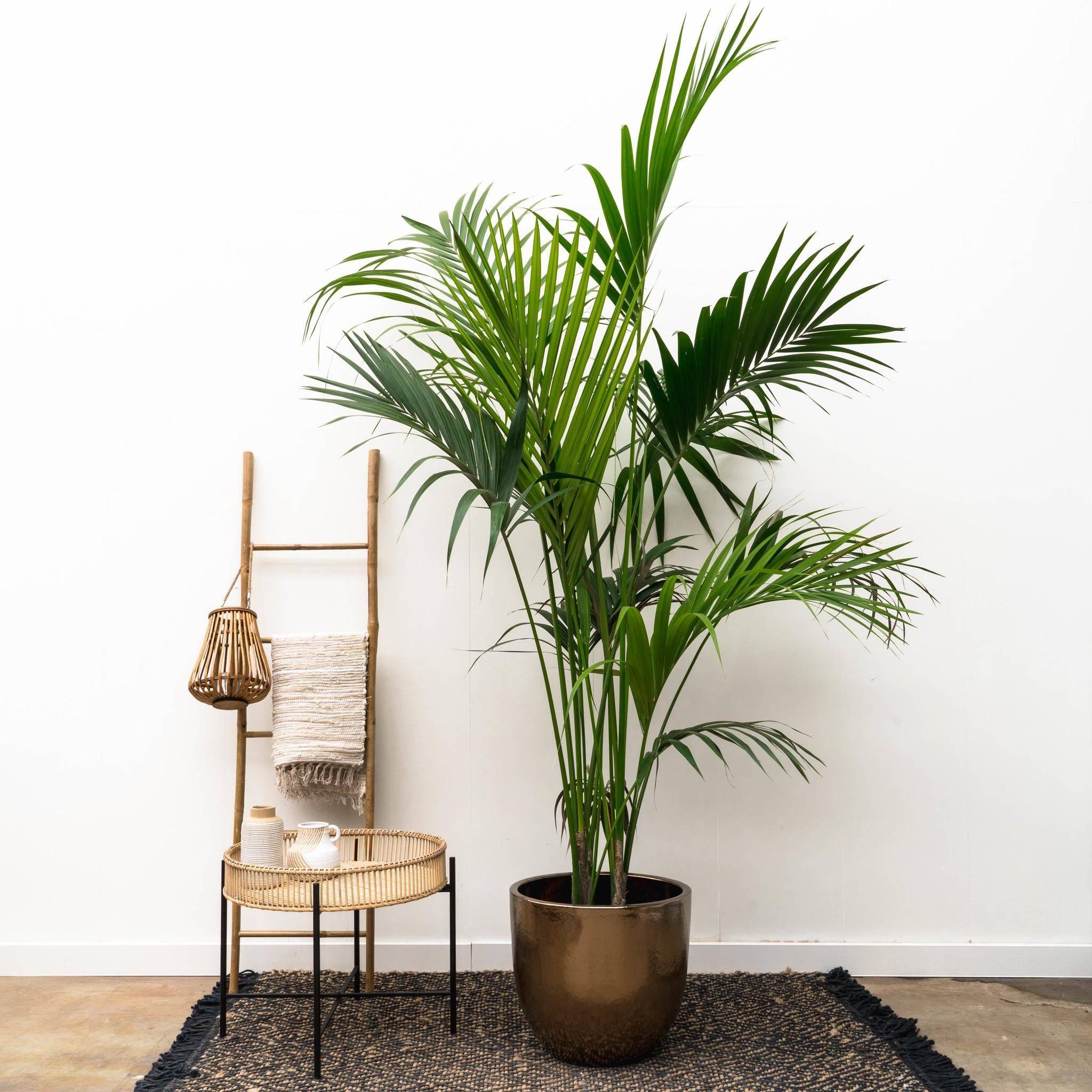 La Green Touch - Kentia Palm - D25 H180cm - Image 2