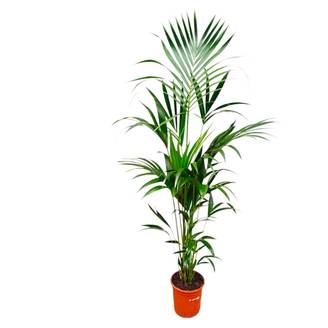 Kentia Palm - D25 H180cm