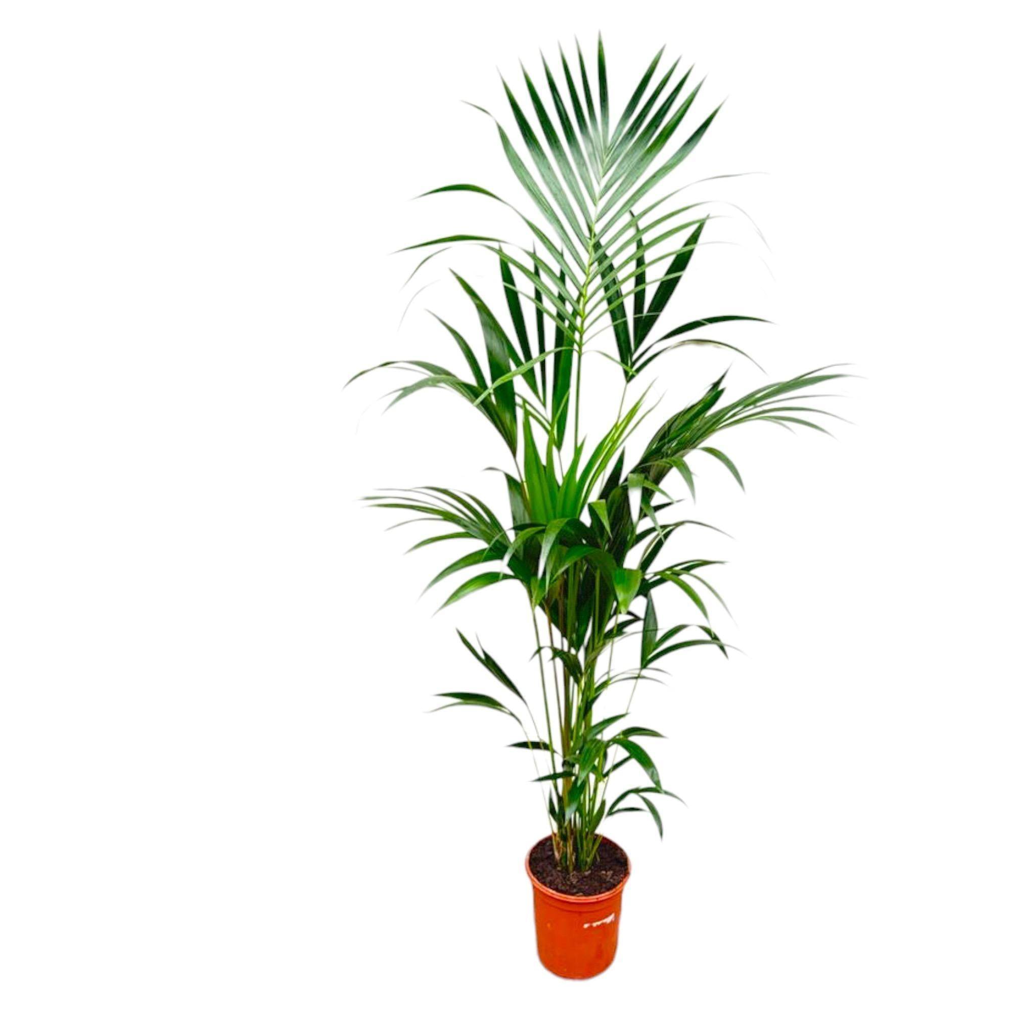 Kentia Palm - D25 H180cm