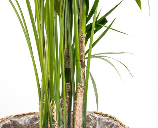 La Green Touch - Kentia Palm - D25 H180cm - Image 3