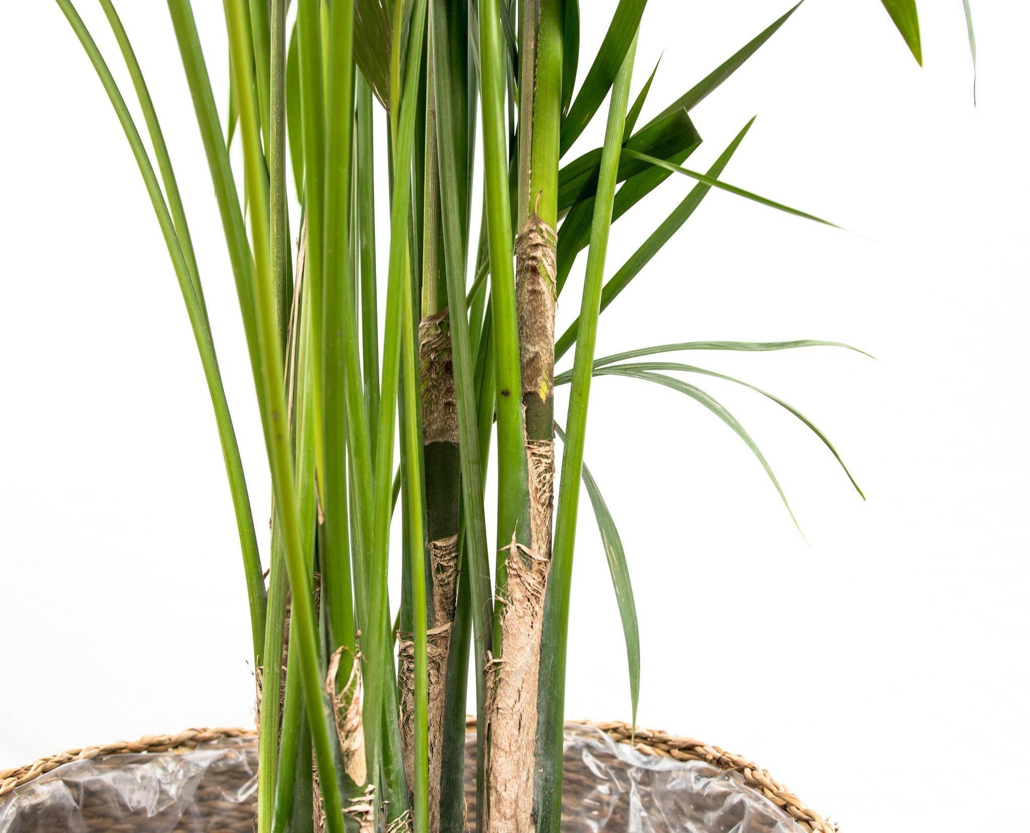 La Green Touch - Kentia Palm - D25 H180cm - Image 3