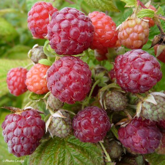 Framboisier remontant Blissy ou Autumn Bliss - Rubus ideaus Pot de 1,5L/2L, Touffe