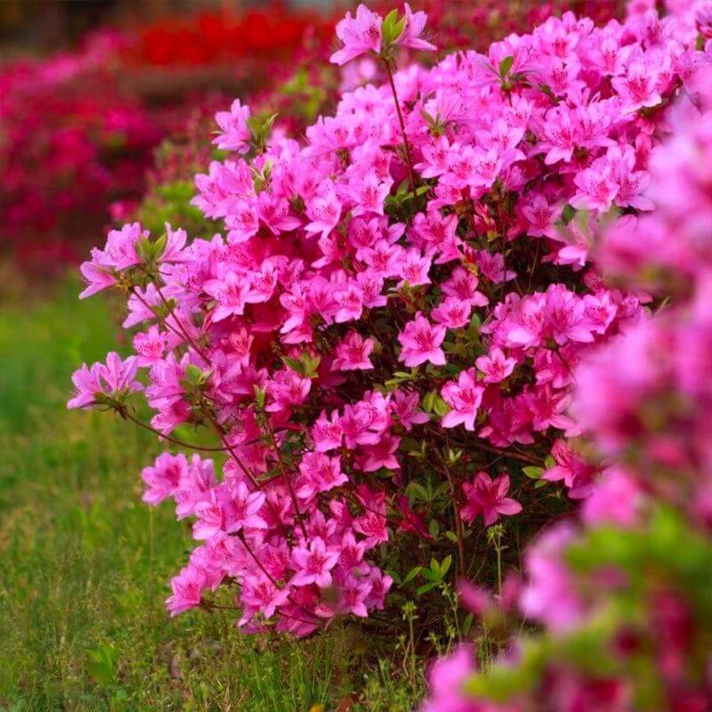 Rhododendron 'Jolie Madame' (Rhododendron 'Jolie Madame') - Godet - Taille 10/15cm - Pépinières Naudet - Imagen 1