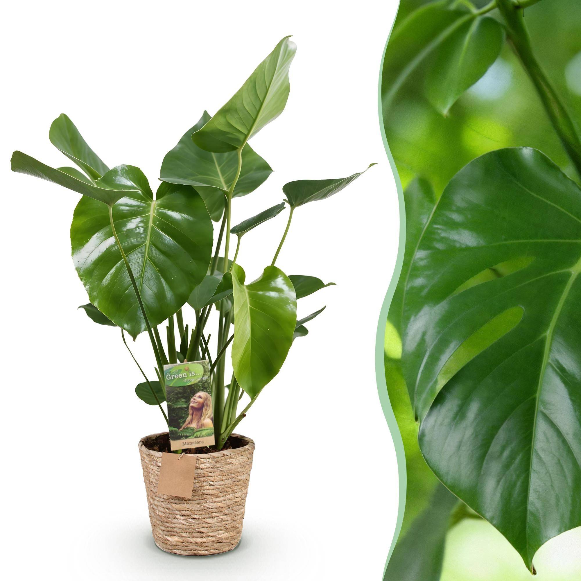Monstera Deliciosa - H55cm - Image 2