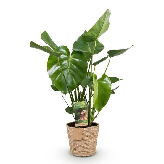 Monstera Deliciosa - H55cm - Image 3