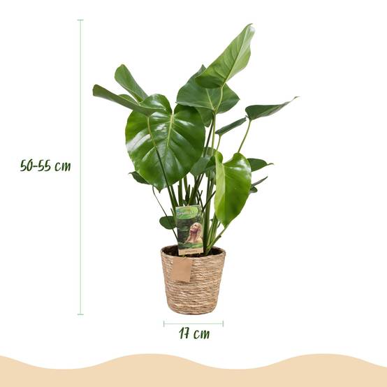 Monstera Deliciosa - H55cm - Image 4