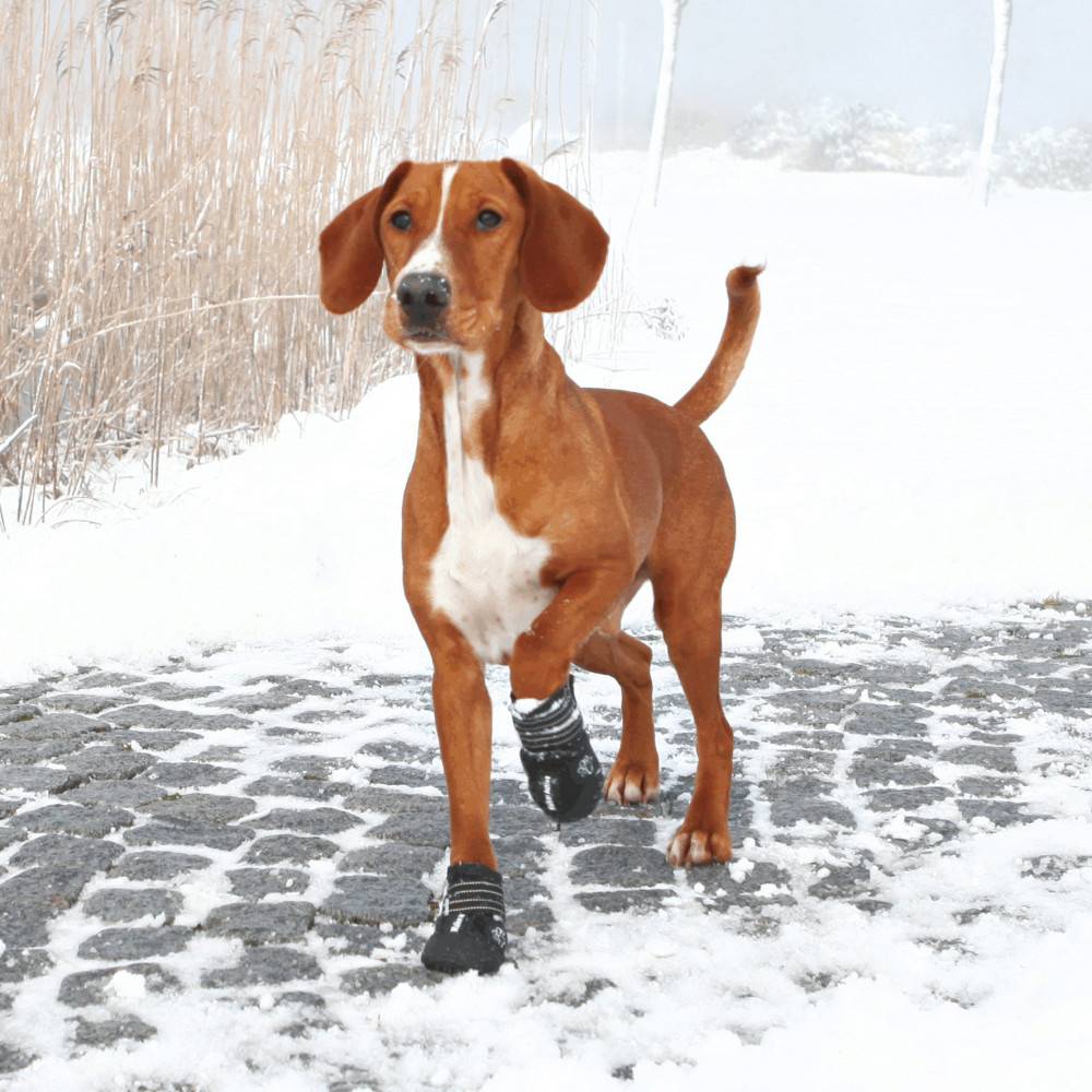 Bottes de protection Walker Active, Taille: M, pour chien. - Image 3