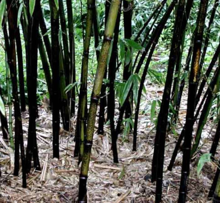 0 - Phyllostachys nigra (bambou noir) Pot de 15L 190/210cm - Image 3