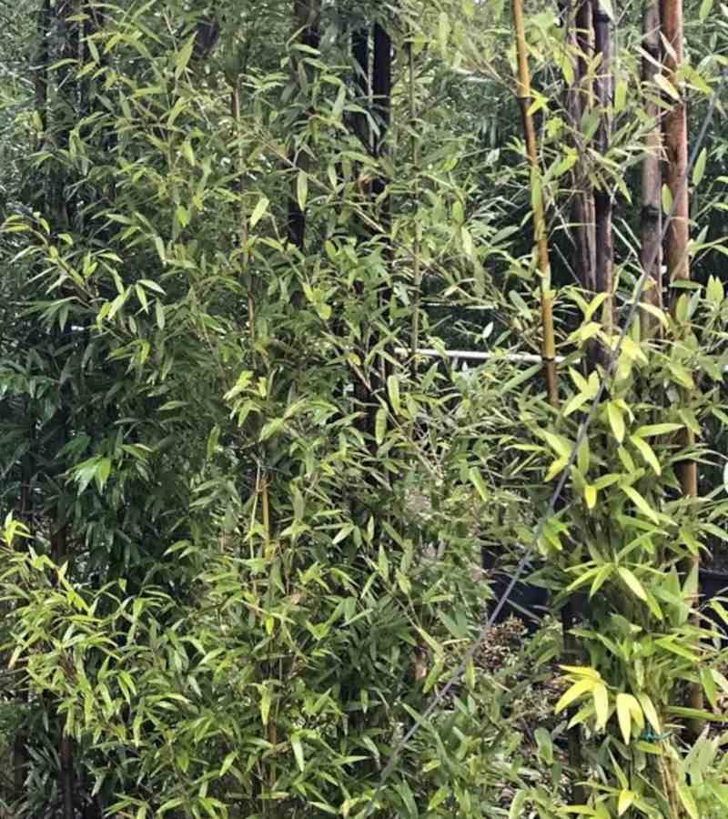 0 - Phyllostachys nigra (bambou noir) Pot de 15L 190/210cm - Image 2