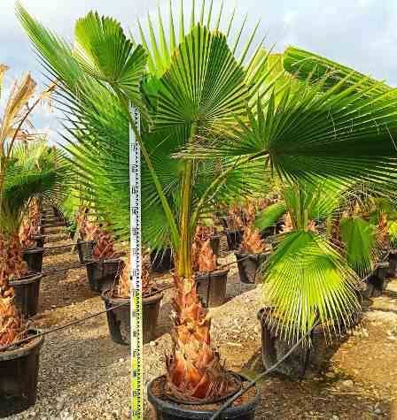 Sans Marque - Washingtonia Robusta (Palmier éventail, Palmier du Mexique ) SPÉCIMEN Couleur floraison:Rose - Taille:Pot 65L - 150/175cm - pied 40/60 - Imagen 8