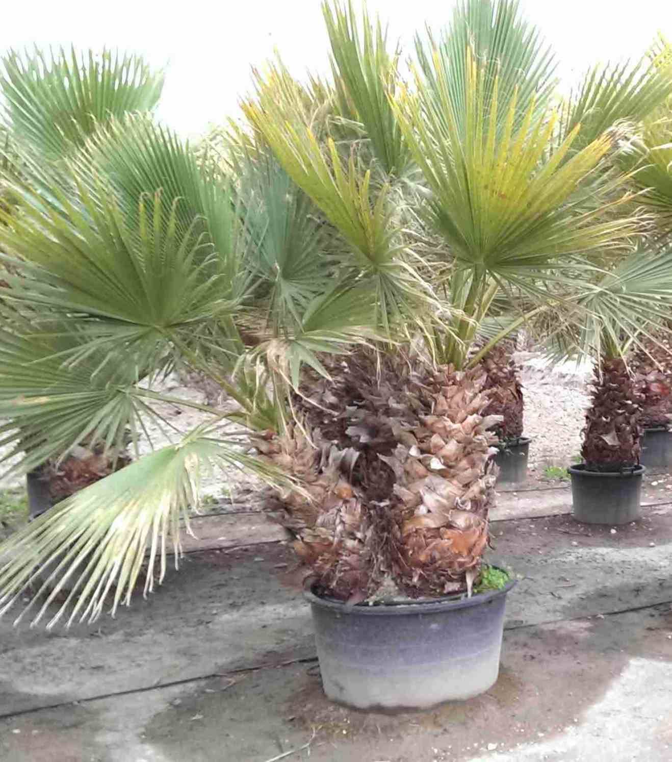 Sans Marque - Washingtonia Robusta (Palmier éventail, Palmier du Mexique ) SPÉCIMEN Couleur floraison:Rose - Taille:Pot 65L - 150/175cm - pied 40/60 - Imagen 4