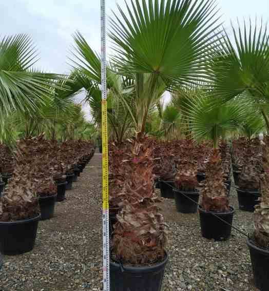 Sans Marque - Washingtonia Robusta (Palmier éventail, Palmier du Mexique ) SPÉCIMEN Couleur floraison:Rose - Taille:Pot 65L - 150/175cm - pied 40/60 - Imagen 9