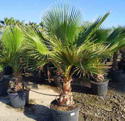 Sans Marque - Washingtonia Robusta (Palmier éventail, Palmier du Mexique ) SPÉCIMEN Couleur floraison:Rose - Taille:Pot 65L - 150/175cm - pied 40/60 - Imagen 6