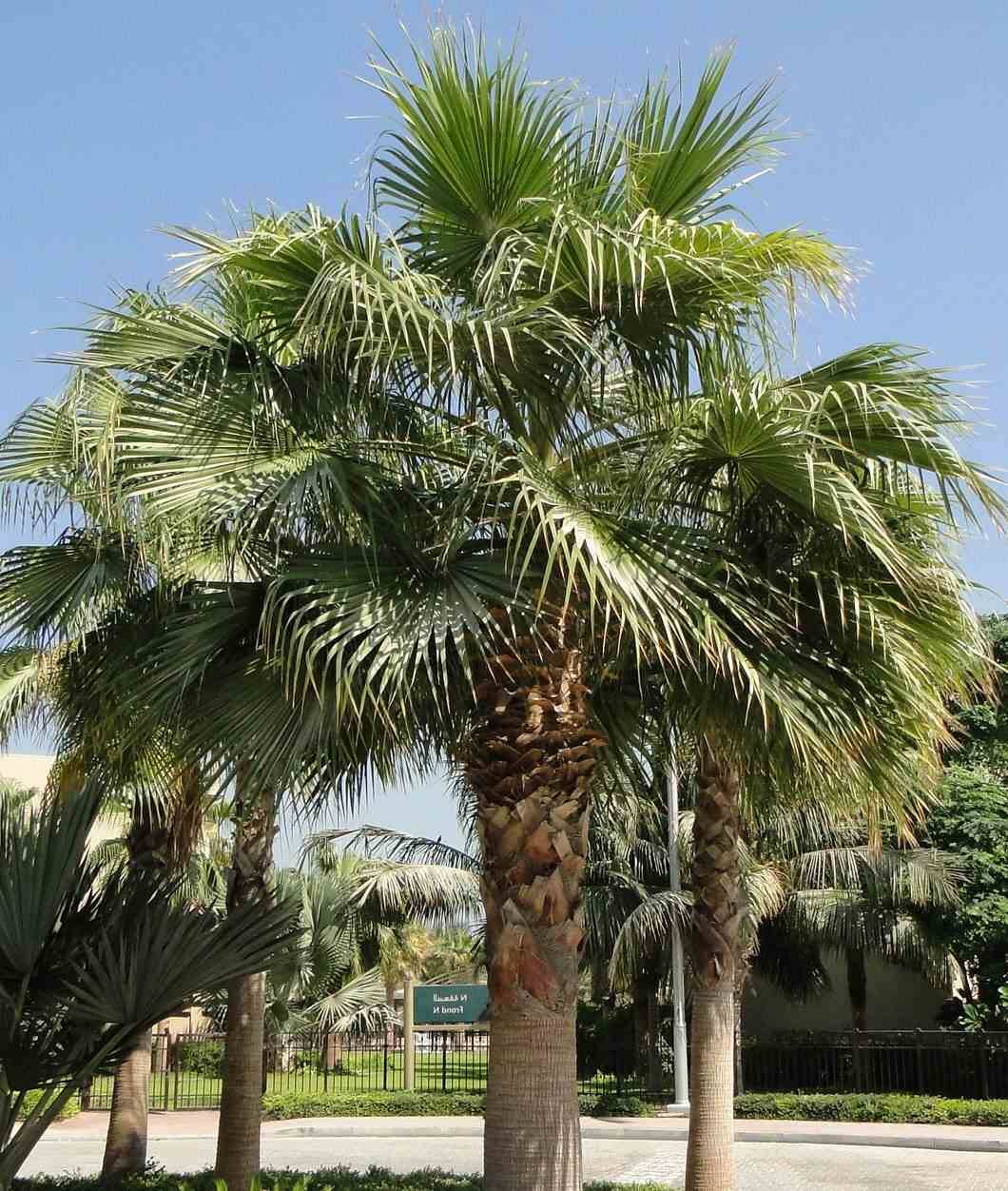 Sans Marque - Washingtonia Robusta (Palmier éventail, Palmier du Mexique ) SPÉCIMEN Couleur floraison:Rose - Taille:Pot 65L - 150/175cm - pied 40/60 - Imagen 5