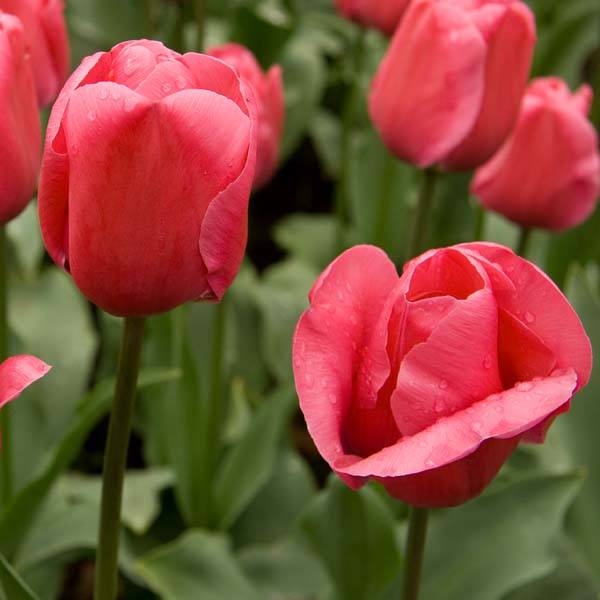 Promesse de Fleurs - Tulipe Triomphe Carola* Bulbe calibre 11+ (par 10)