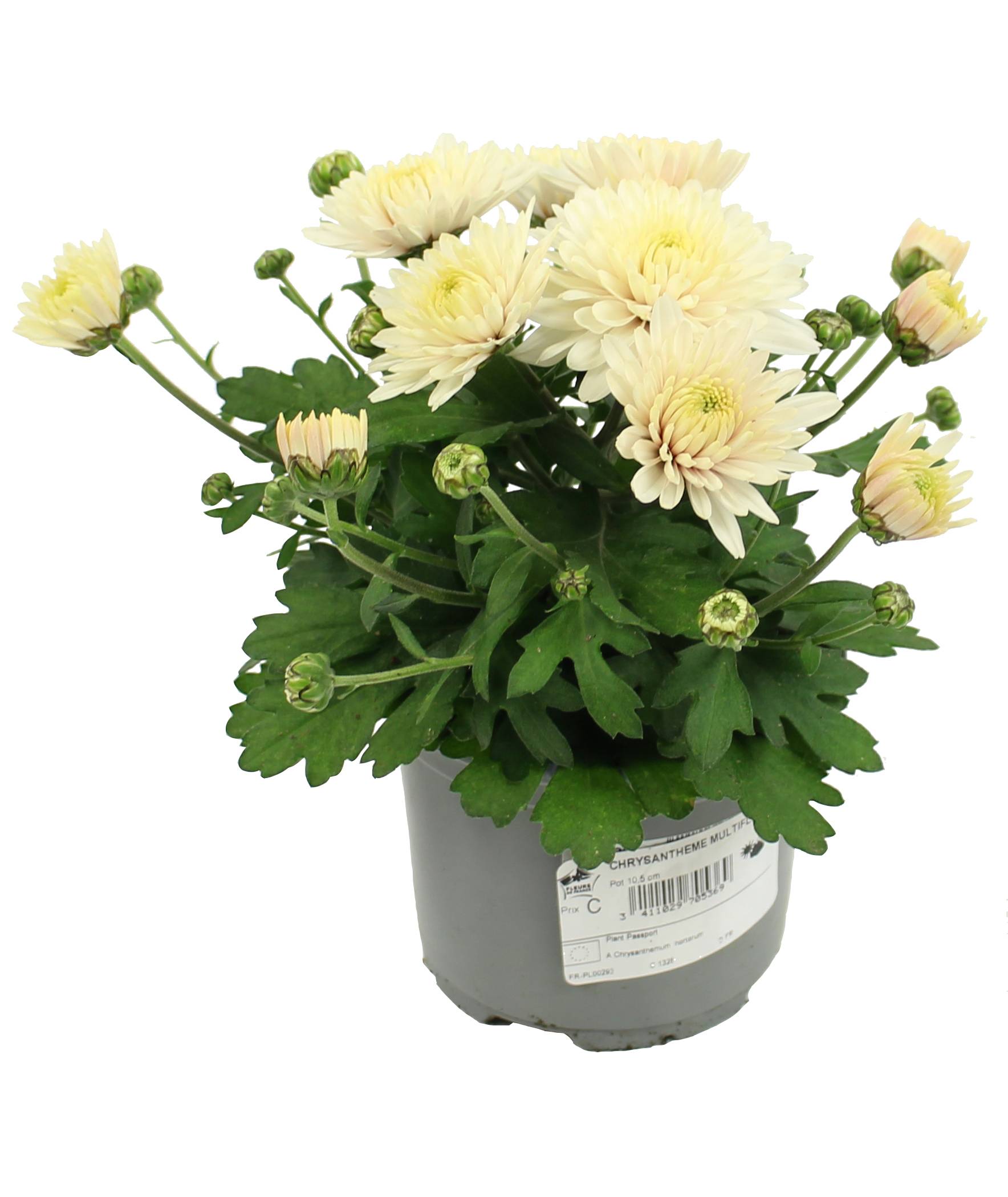 Fleuron D'Anjou - Plant de CHRYSANTHEME MULTIFLEUR  Pot 10,5 cm - Image 3
