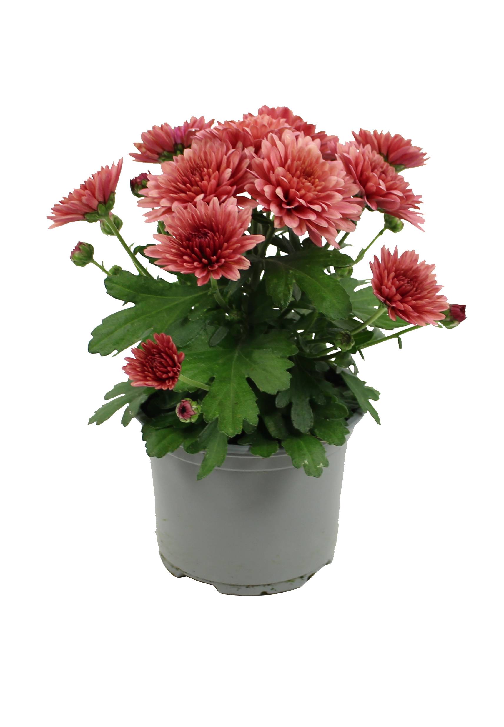 Fleuron D'Anjou - Plant de CHRYSANTHEME MULTIFLEUR  Pot 10,5 cm